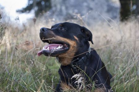 Najgroźniejsze psy. Jakie rasy psów są niebezpieczne?