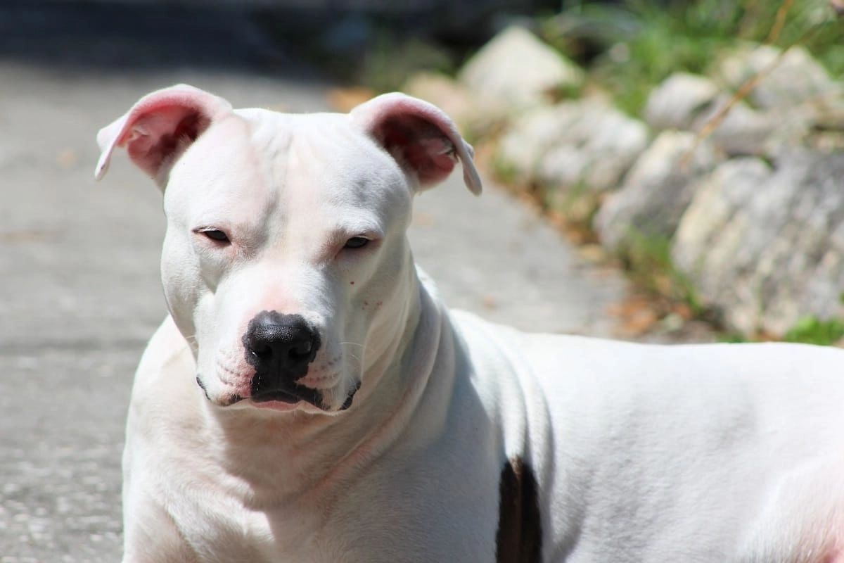 american pit bull