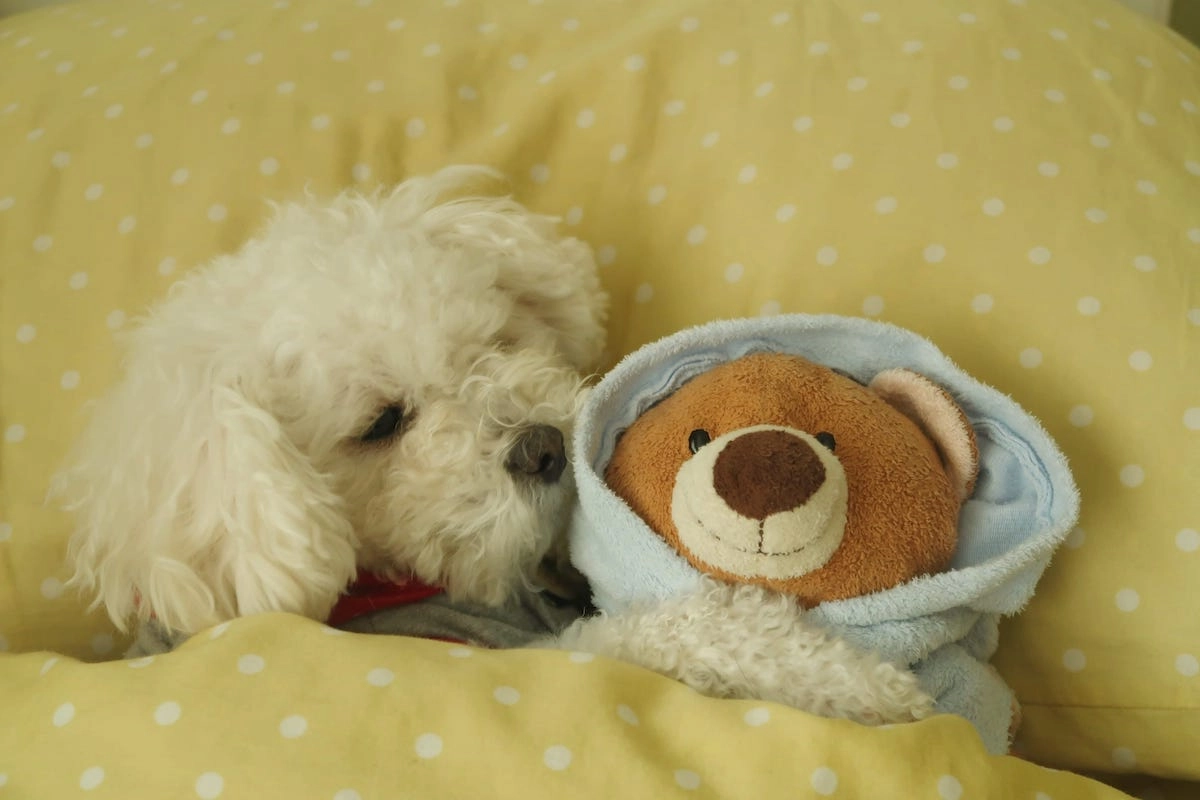maltipoo