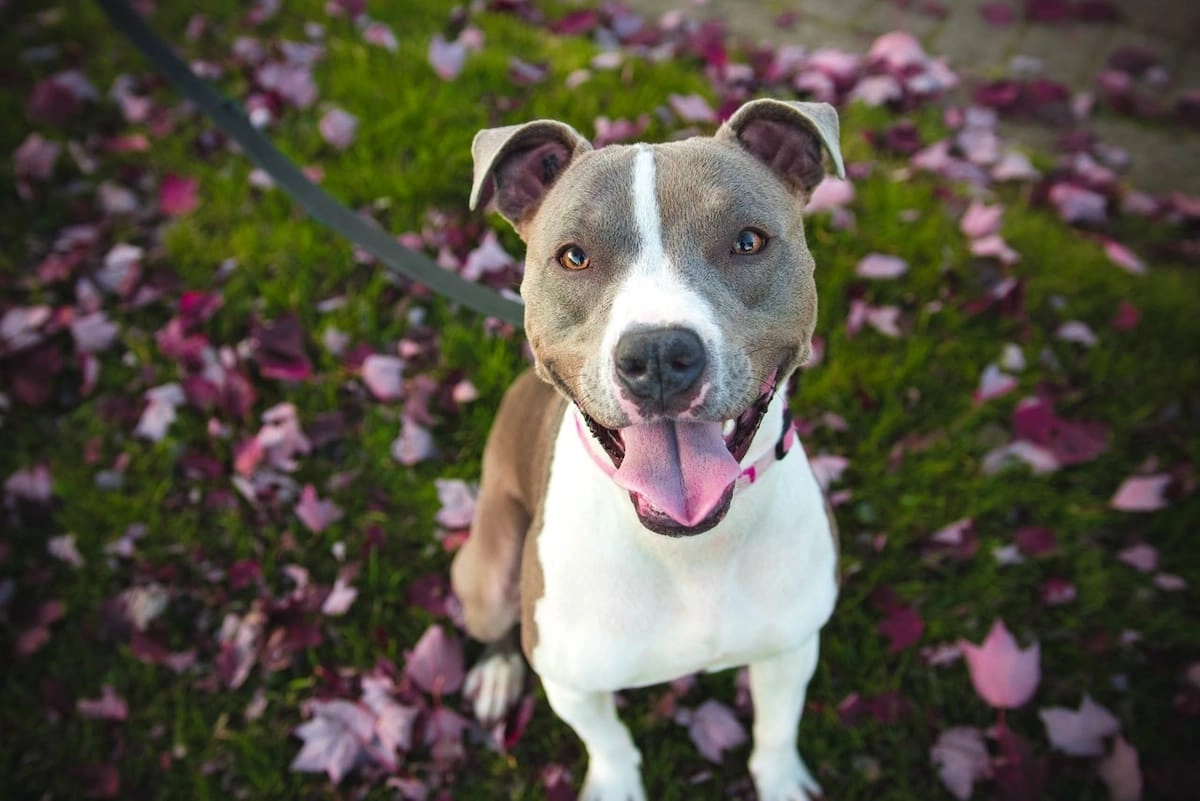 pitbull
